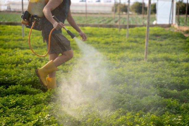 Best Wasp Removal Services  in Panora, IA