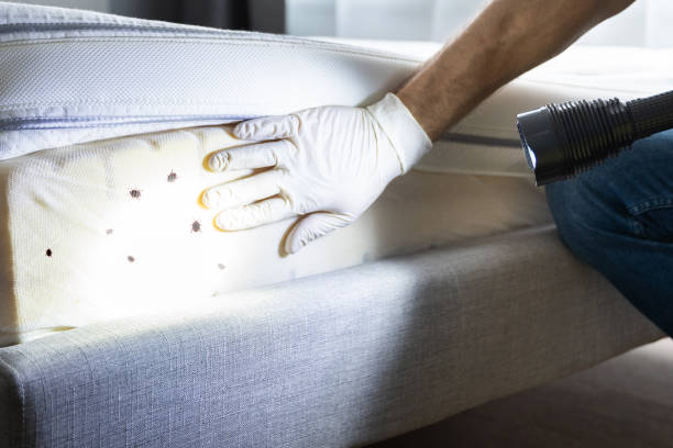 Best Termite Control Services  in Panora, IA